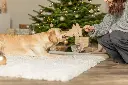 PHO_IMAGE_DOG_Xmas25-GoldenRetriever-Hazel-Spielzeug-8_#SALL_#AWK_#V1.webp