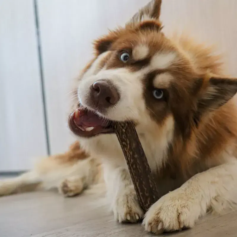 rdd-bois-de-cerf-tranche-l (2).webp