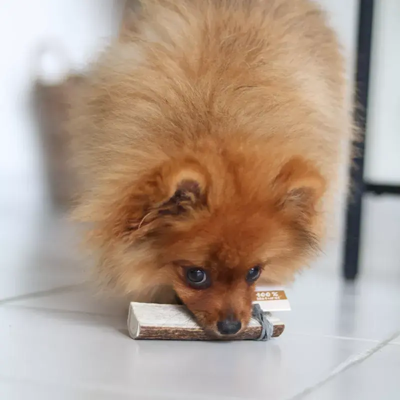 bois-de-cerf-tranche-taille-s (1).webp