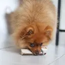 bois-de-cerf-tranche-taille-s (1).webp