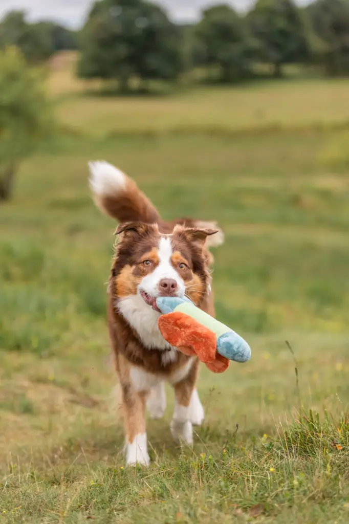 PHO_IMAGE_DOG_AustralianShepherd-Ivy-spielt-Spielzeug-15_#SALL_#AWK_#V1.webp