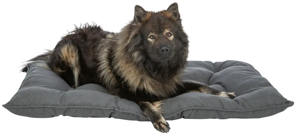 PHO_PRO_DOG_CLIP_384110-384111-384112-384113-1_#SALL_#AWK_#V1 (1).webp