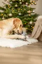 PHO_IMAGE_DOG_Xmas25-GoldenRetriever-Hazel-Spielzeug-12_#SALL_#AWK_#V1.webp