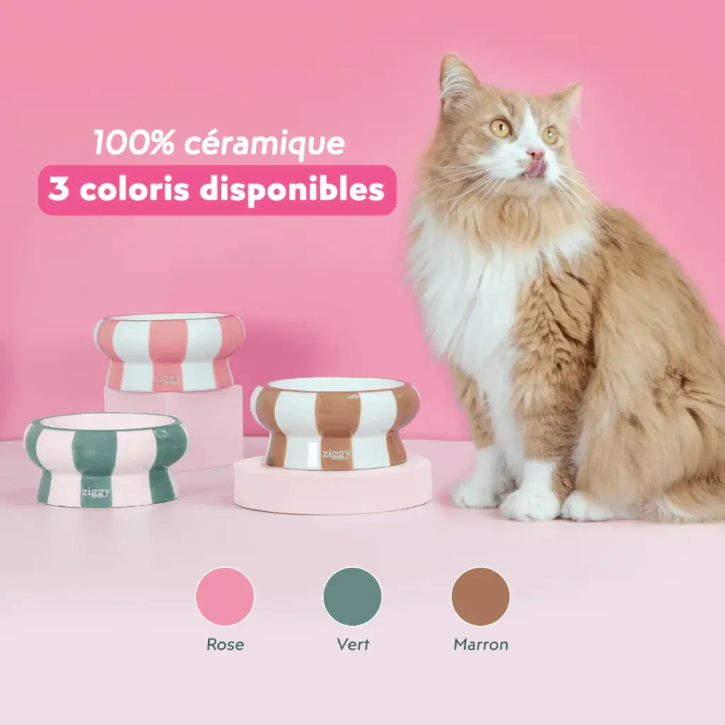 Gamelle céramique Cool Cat Club Vert & Beige (15.5 cm) - Ziggy