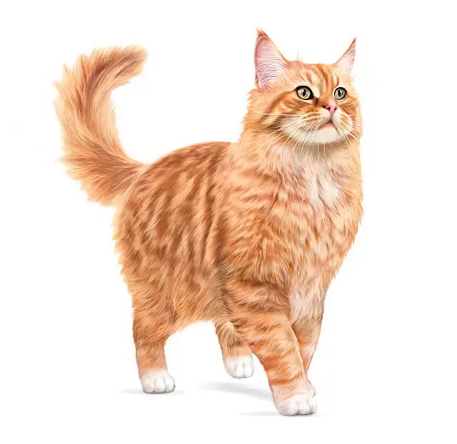 dd65e75b-c6c9-4950-a821-b292008ac13e_DownloadAsJpg (1).webp