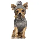 chiens-milk-and-pepper-pull-cocoon-gris-80996237696-900x900-quality(80).webp