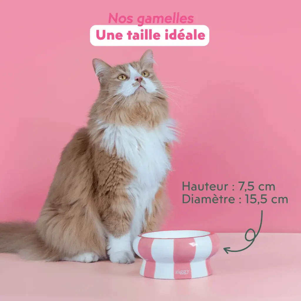 Gamelle céramique Cool Cat Club Rose & Beige (15.5 cm) - Ziggy