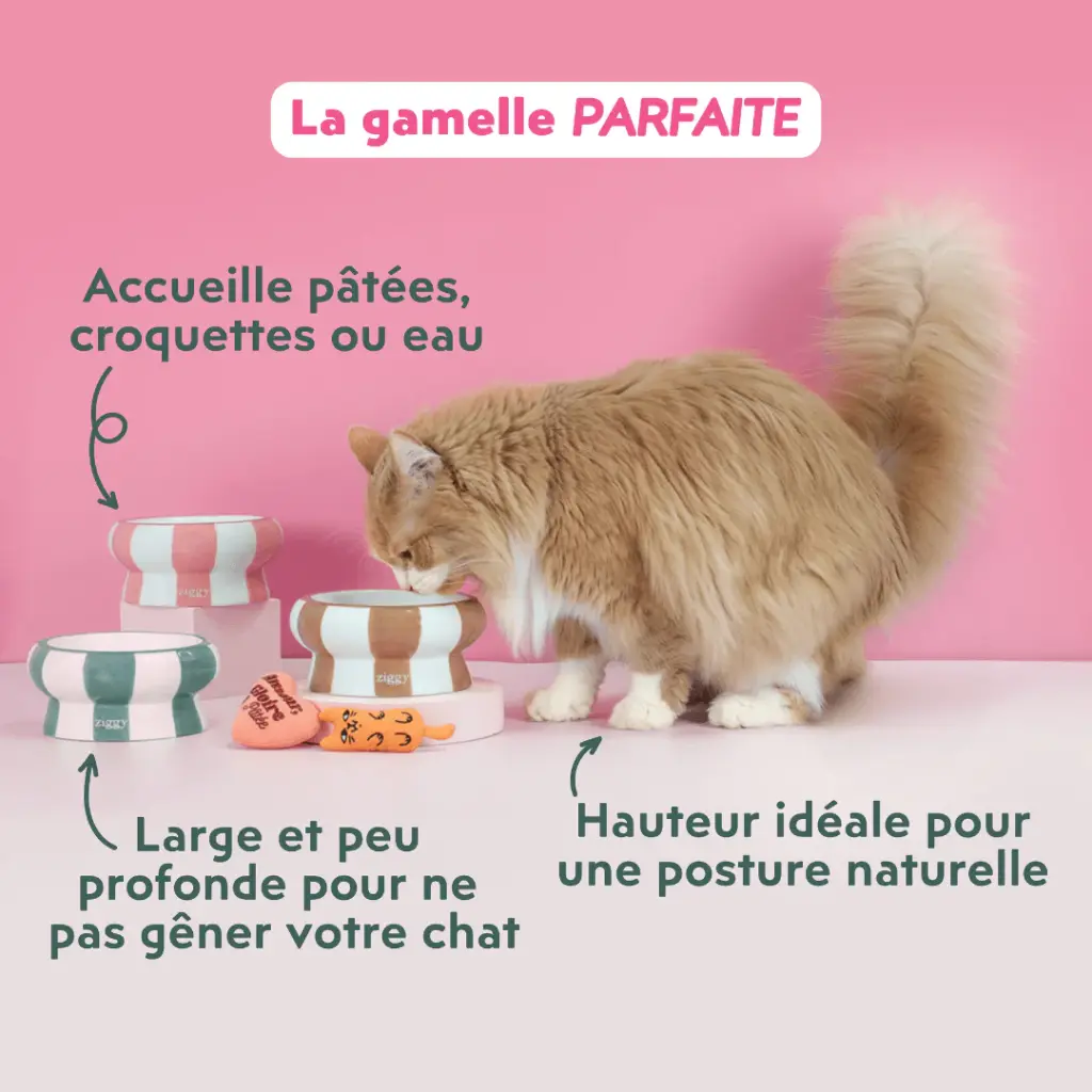 Gamelle céramique Cool Cat Club Rose & Beige (15.5 cm) - Ziggy