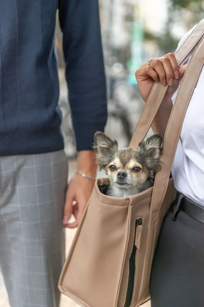 PHO_IMAGE_DOG_CityStyle-Chihuahua-Linda-tragen-Tasche-Spaziergang-3_#SALL_#AWK_#V1.webp