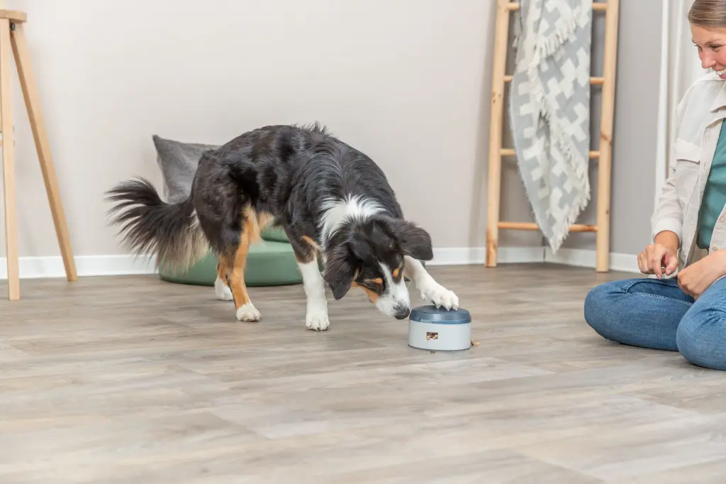Dog Activity Buzzer