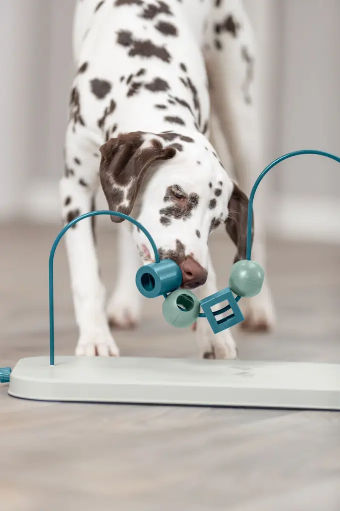 Dog Activity Skills Loop