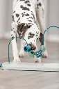 Dog Activity Skills Loop