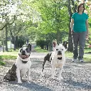 collier-de-dressage-300m-petsafe (1).webp