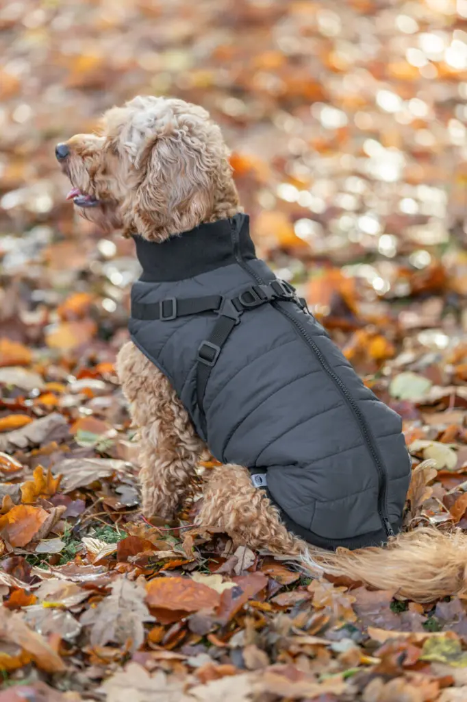 PHO_IMAGE_DOG_Maltipoo-Milo-Geschirrmantel-Pontis-Detail-3_#SALL_#AWK_#V1.webp