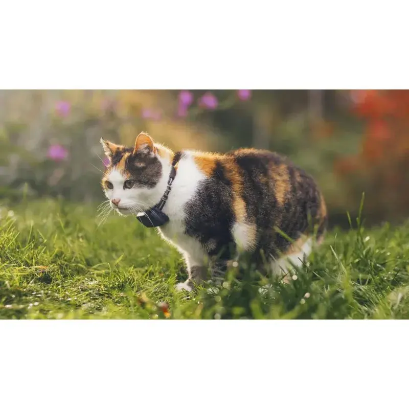 gps-tractive-cat-mini-pour-chat (2).webp