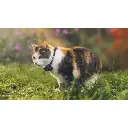 gps-tractive-cat-mini-pour-chat (2).webp