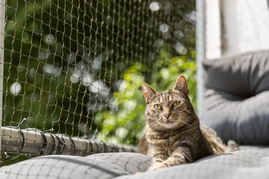PHO_IMAGE_CAT_Fee-entspannt-Schutznetz-Balkon-3_#SALL_#AWK_#V1.webp