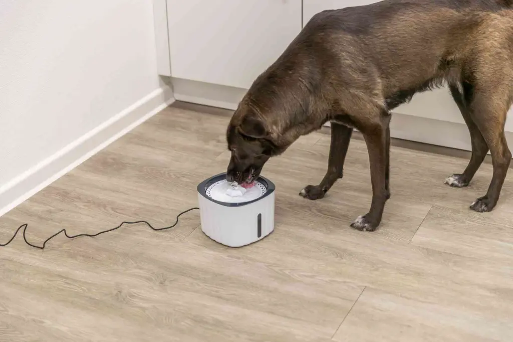 PHO_PRO_DOG_24446-3_#SALL_#AWK_#V1.webp