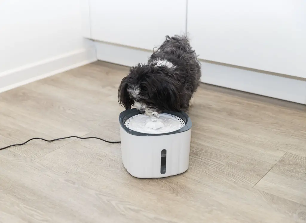 PHO_PRO_DOG_24446-2_#SALL_#AWK_#V1.webp