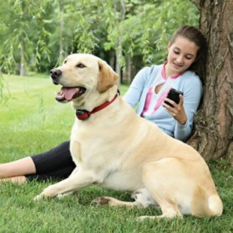 collier-anti-fugue-chien-stay-and-play-petsafe-15-a-71cm (1).webp