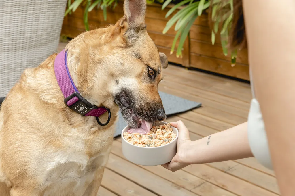 1724_19-05-2023-FOOD FOR JOE.webp