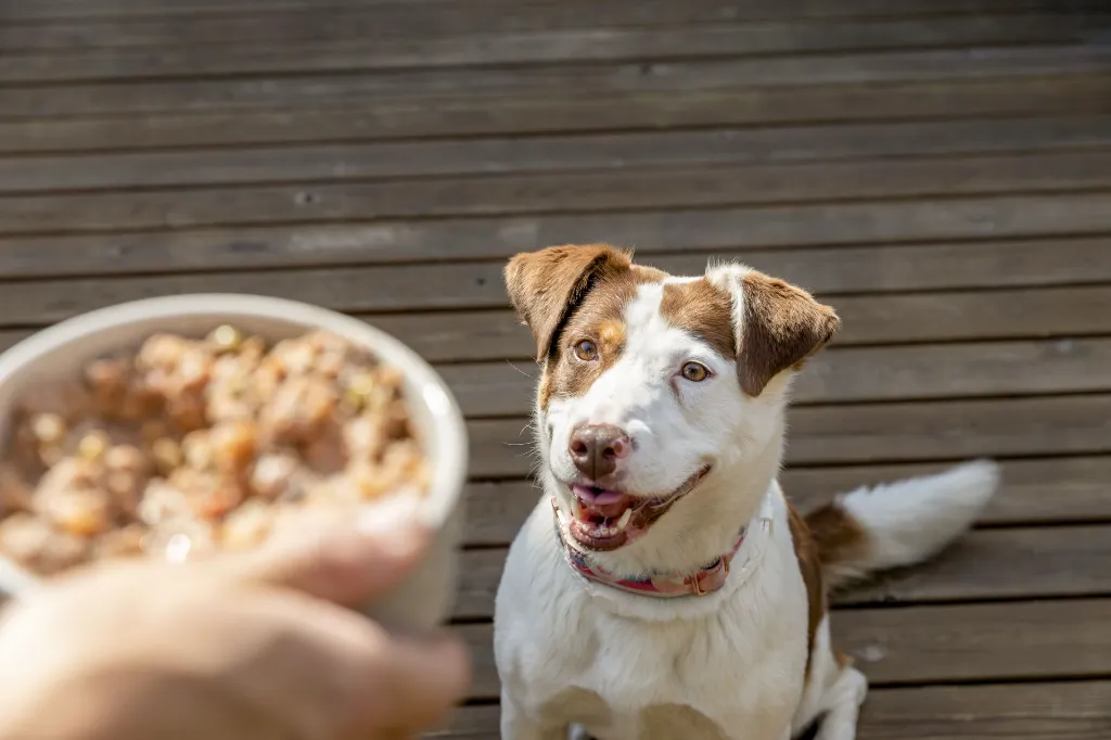 0331_19-05-2023-FOOD FOR JOE.webp