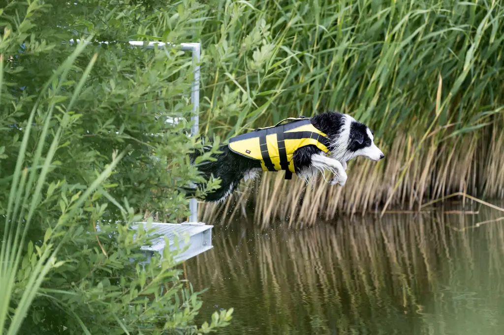 PHO_IMAGE_DOG_BorderCollie-Schwimmweste-Wasser-Action-1_#SALL_#AWK_#V1.webp