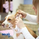 lingette-nettoyante-chien-et-chat-skin-coat-spa-douxo (1).webp