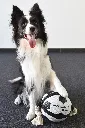 Ballon pour chien "Matchball" (19 cm) - Flamingo