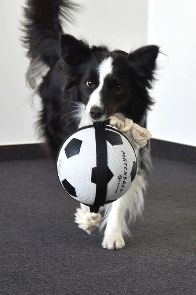 Ballon pour chien "Matchball" (19 cm) - Flamingo