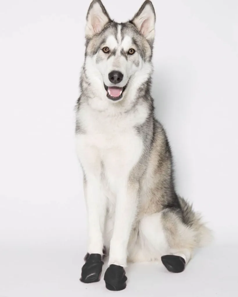 Copie de Publications - 2026-03-04T115802.168.webp