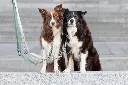 PHO_IMAGE_DOG_Bordercollie-Flame-Jessy-CityStyle-4_#SALL_#AWK_#V1.webp