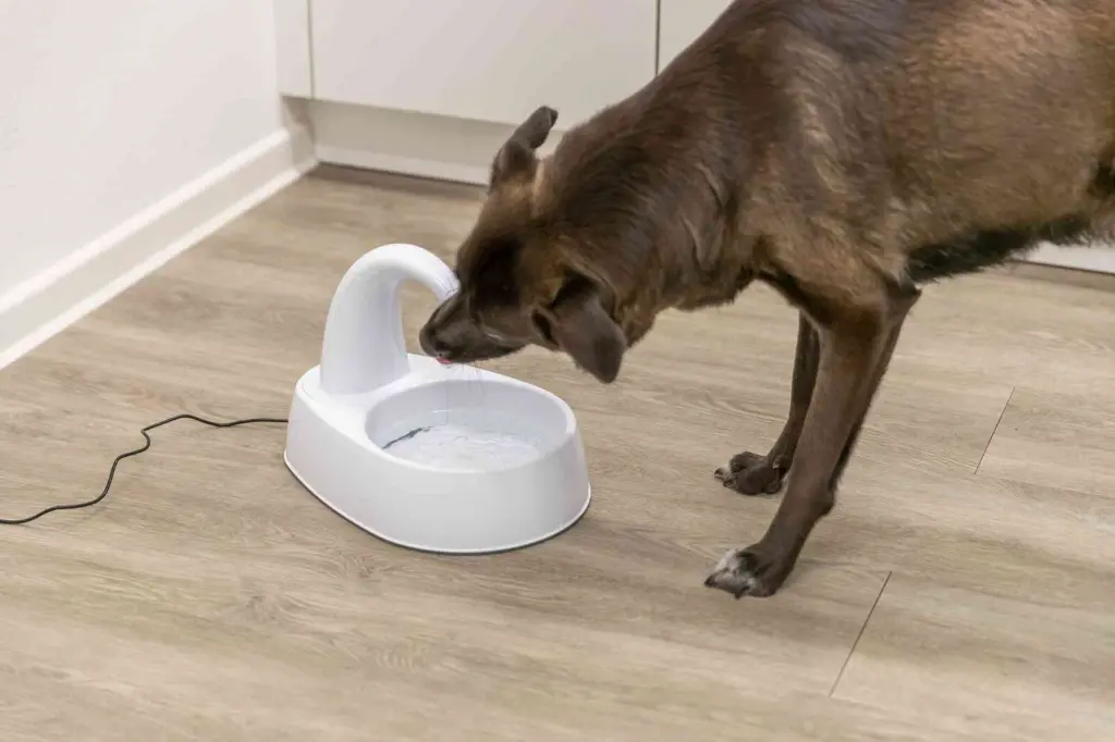 PHO_PRO_DOG_24444-2_#SALL_#AWK_#V1.webp