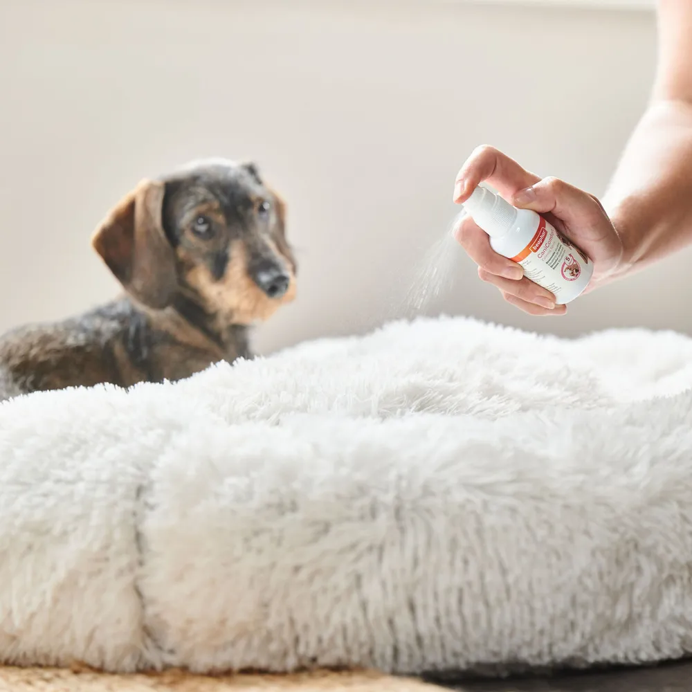 17417_Ecommerce_CaniComfort_Spray_FR_2025_06.webp