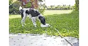 Abreuvoir extérieur automatique (1.5 litres) - Trixie
