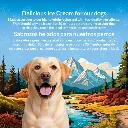 Glace au poulet rôti pour chien (50 g) - Arquivet
