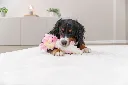 PHO_PRO_DOG_361034-1_#SALL_#AWK_#V1.webp