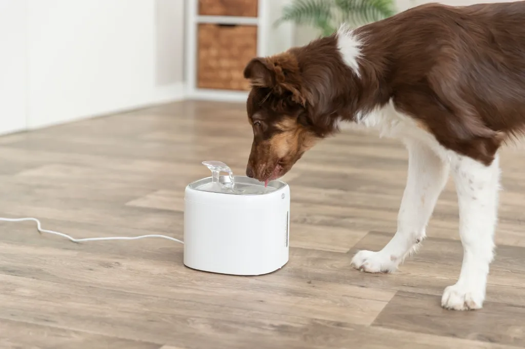 PHO_PRO_DOG_24481-2_#SALL_#AWK_#V1.webp