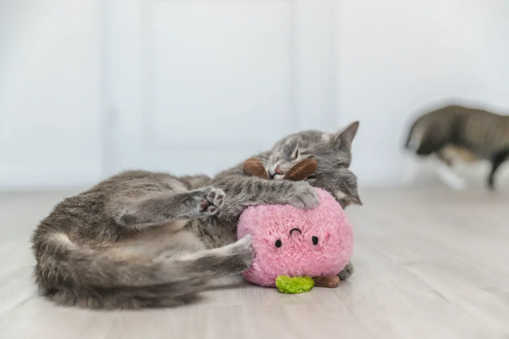 PHO_PRO_CAT_45643-1_#SALL_#AWK_#V1.webp