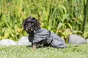 PHO_PRO_DOG_23571-2_#SALL_#AWK_#V1.webp