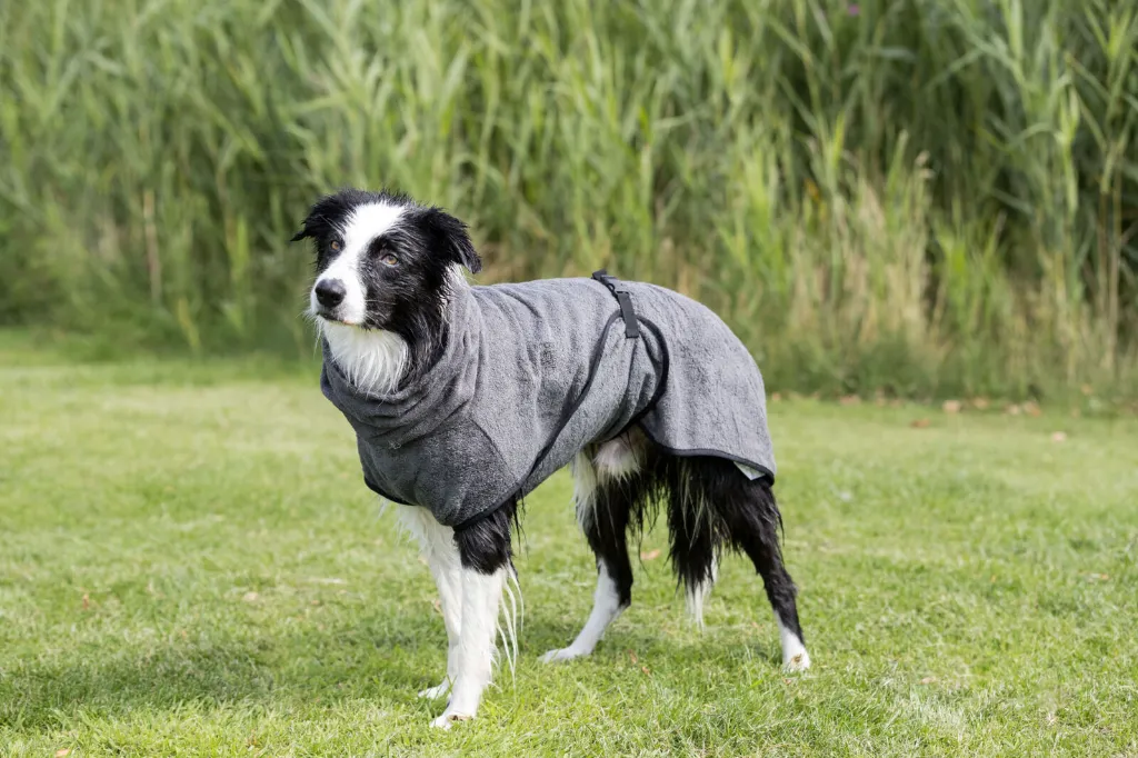 PHO_PRO_DOG_23574-1_#SALL_#AWK_#V1.webp