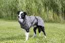 PHO_PRO_DOG_23574-1_#SALL_#AWK_#V1.webp