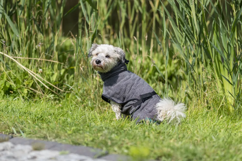 PHO_PRO_DOG_23572-2_#SALL_#AWK_#V1.webp