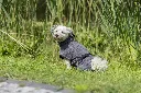 PHO_PRO_DOG_23572-2_#SALL_#AWK_#V1.webp