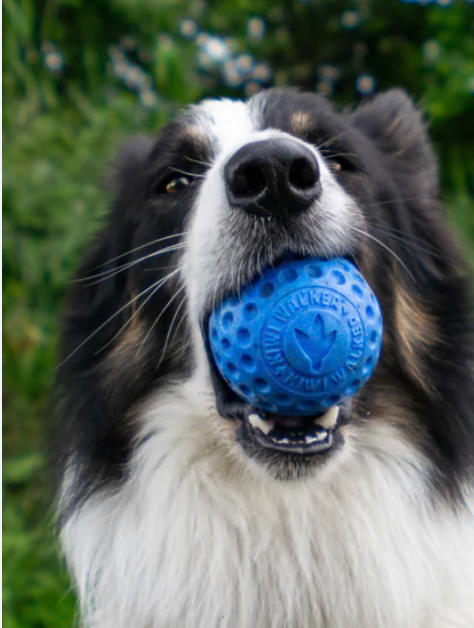 Balle kiwi walker let's play !