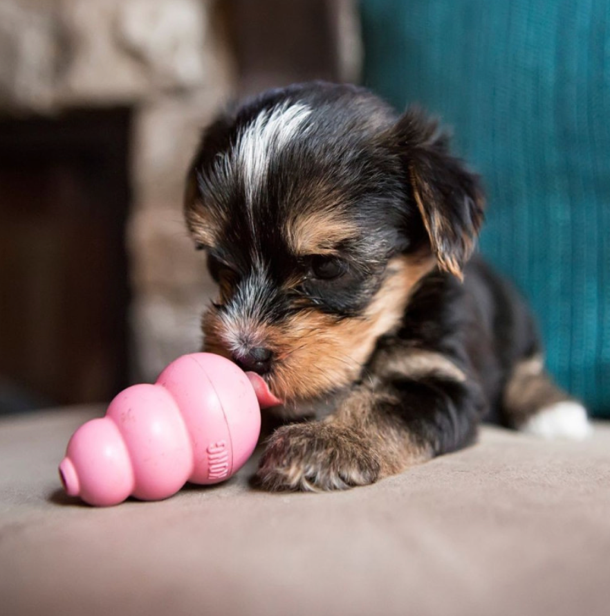 Kong "Puppy" (L)
