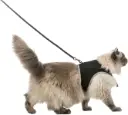 Harnais pour chat Soft XXL avec laisse - Trixie