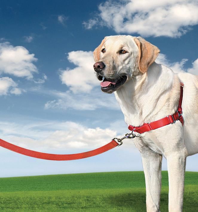 Harnais "Easy Walk" - Noir (L) - Premier / Petsafe