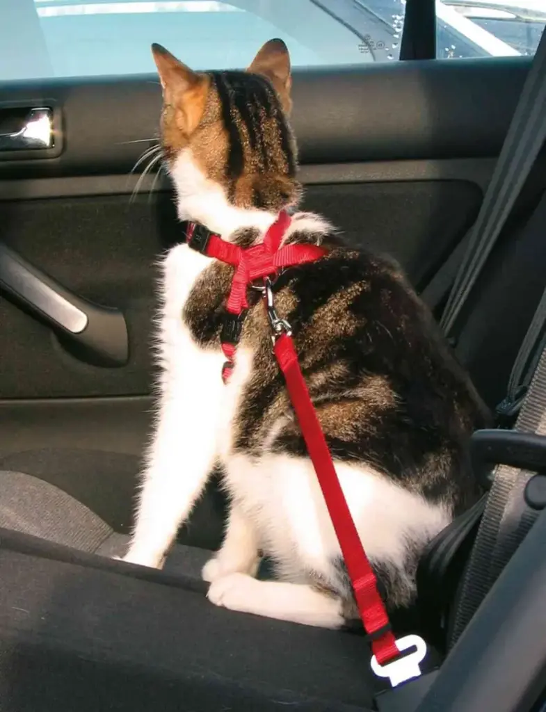 Harnais de voiture rouge pour chat - Trixie