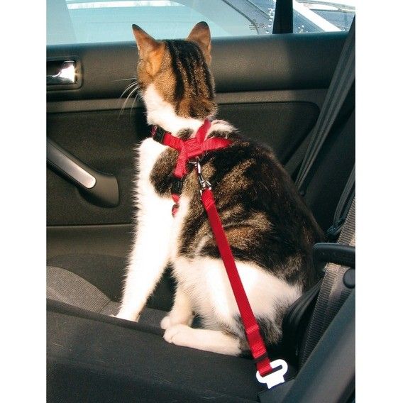 Harnais de voiture rouge pour chat - Trixie